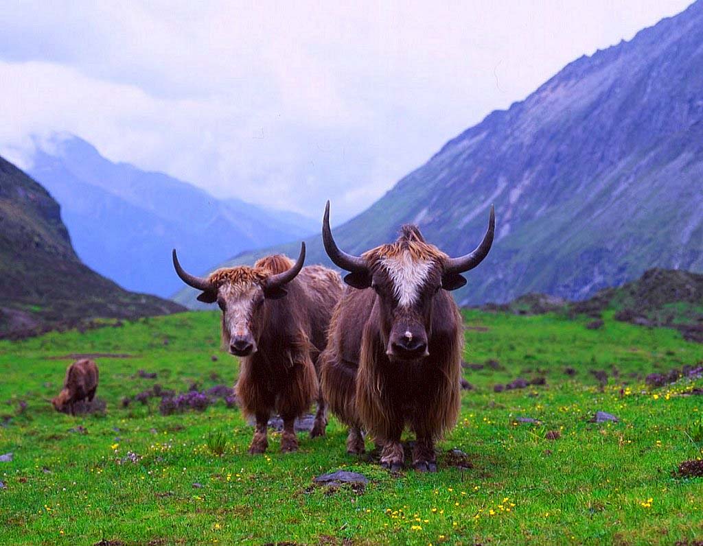 【天山牦牛摄影图片】新疆天山山脉生态摄影_剑影秋风
